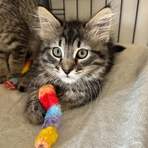 BEACHY WAVE - Domestic Medium Hair available for adoption