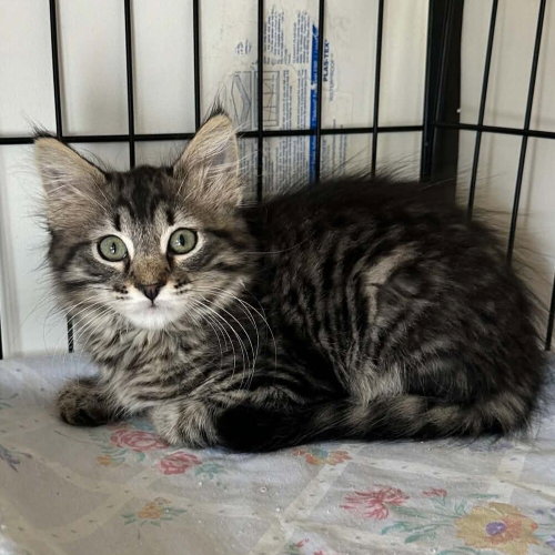 BEACHY WAVE - Domestic Medium Hair available for adoption
