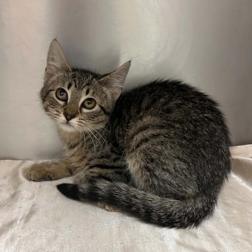 CLOVER - Domestic Short Hair available for adoption
