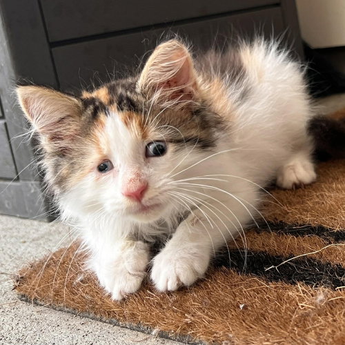 BRAILLE - Domestic Long Hair available for adoption