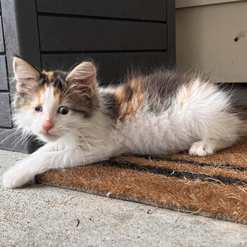 BRAILLE - Domestic Long Hair available for adoption