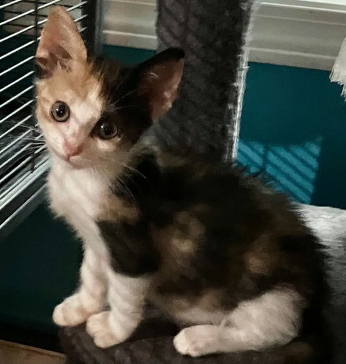 DACIA - Domestic Short Hair available for adoption