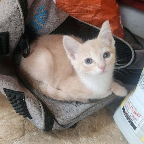 BUMBLE - Domestic Short Hair available for adoption