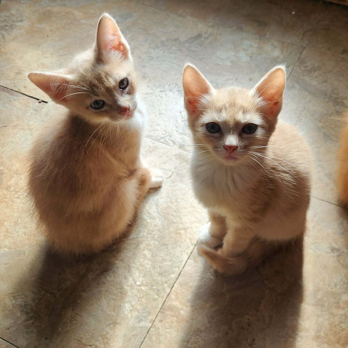 BUMBLE - Domestic Short Hair available for adoption
