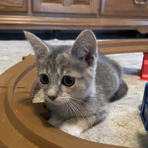 BLONDIE - Domestic Short Hair available for adoption