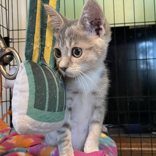 BLONDIE - Domestic Short Hair available for adoption