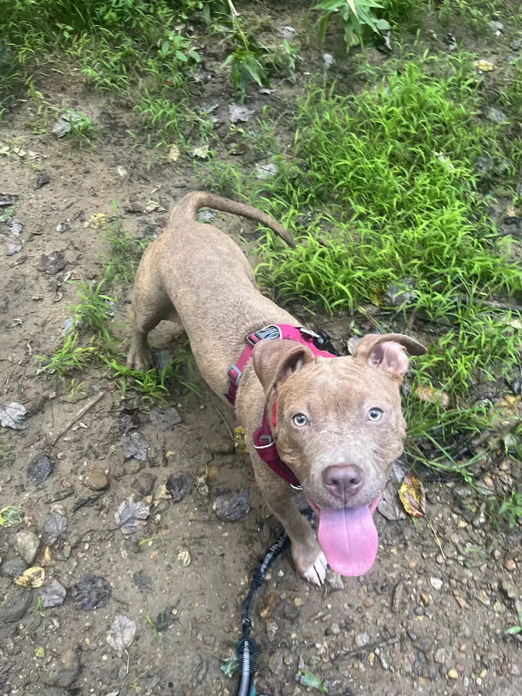 Una - Terrier