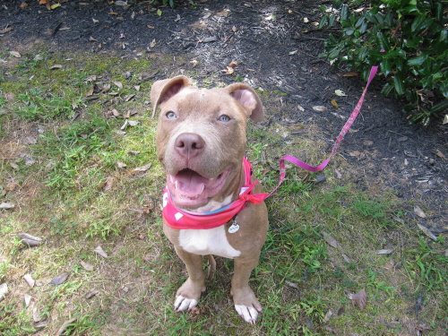 picture of the dog needing adoption