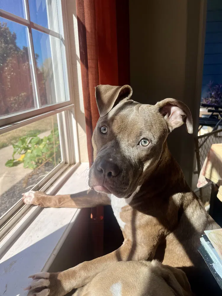 Una - Terrier