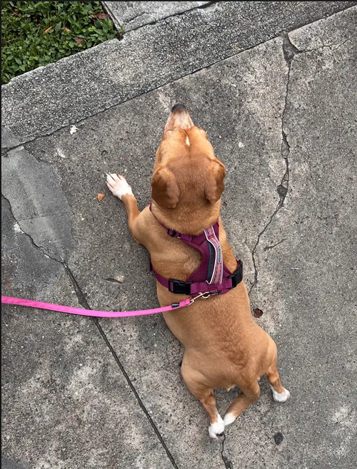 Maggie, photo 2