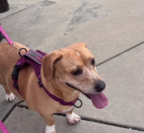 Maggie, photo 3