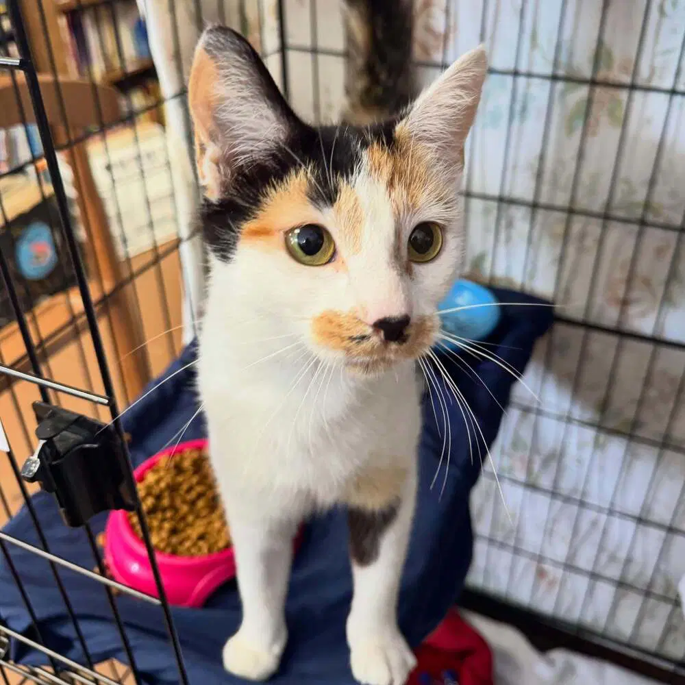 Flower Power - Domestic Short Hair