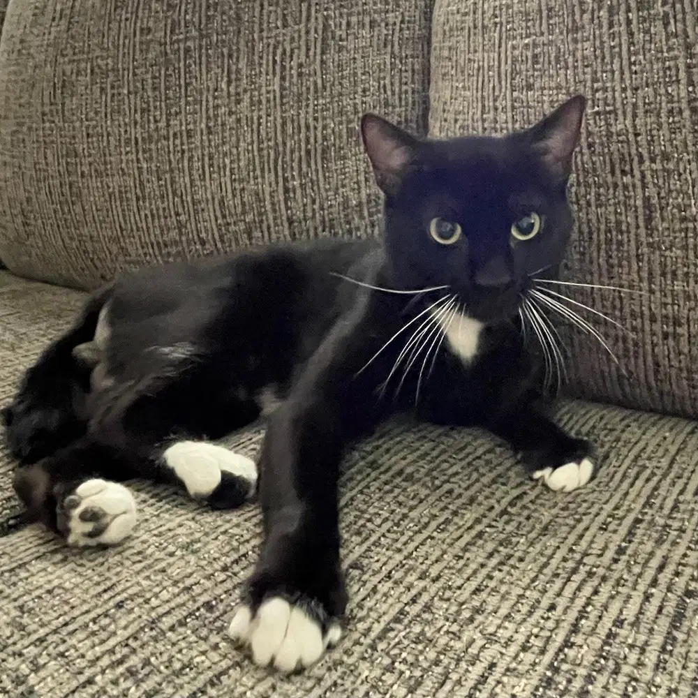 Late Show - Domestic Short Hair