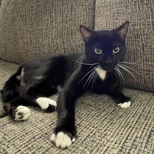 picture of the cat needing adoption