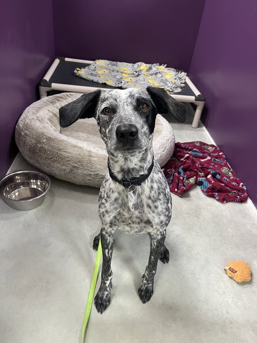 picture of the dog needing adoption