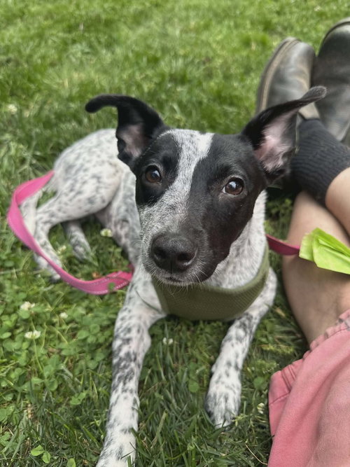 picture of the dog needing adoption