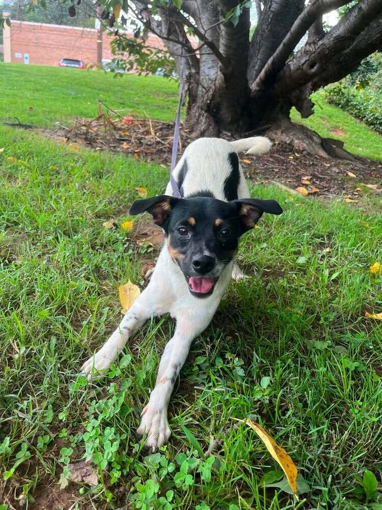Jack - Terrier