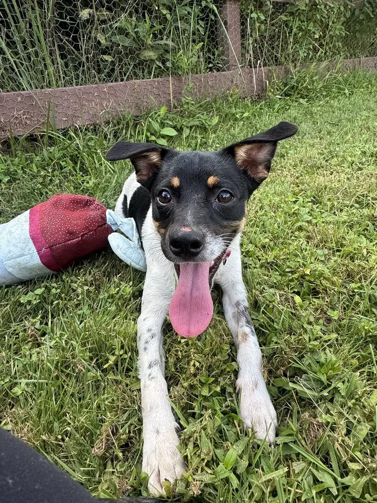 Jack - Terrier
