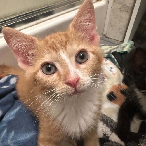 BISCUITHEAD - Domestic Short Hair available for adoption