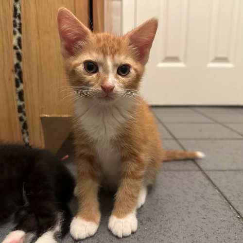 BISCUITHEAD - Domestic Short Hair available for adoption