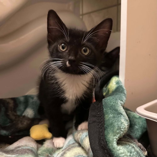 picture of the cat needing adoption