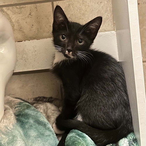 picture of the cat needing adoption