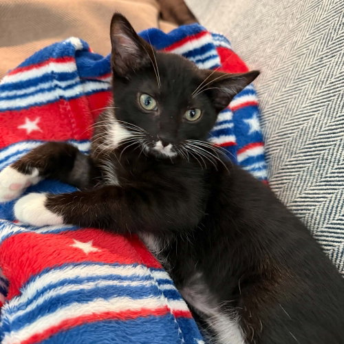 picture of the cat needing adoption