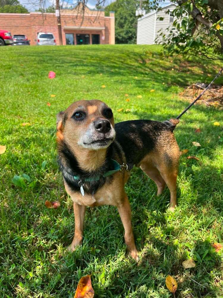 Barlow - Terrier