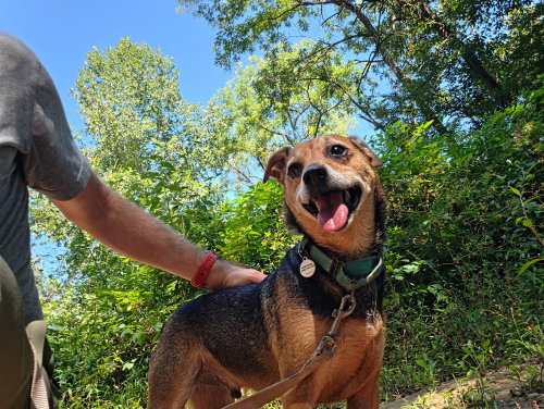 picture of the dog needing adoption