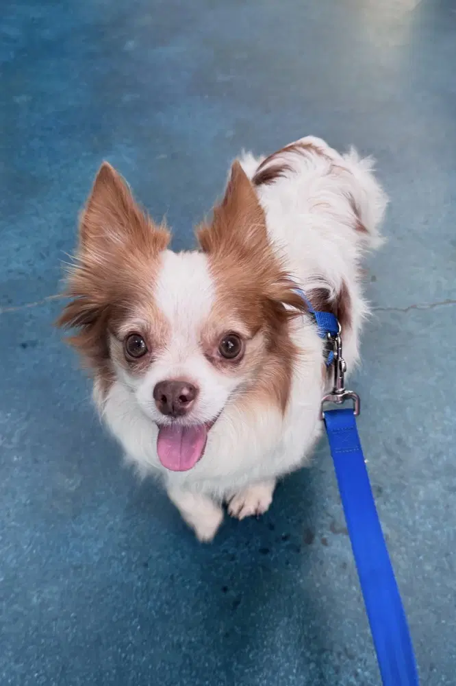 Sammie - Chihuahua
