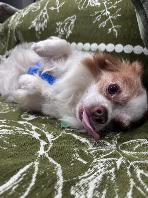 Sammie, photo 2