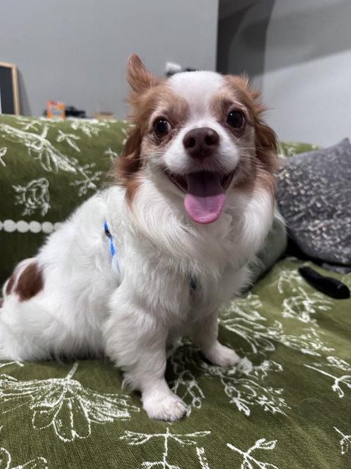 Sammie, photo 3