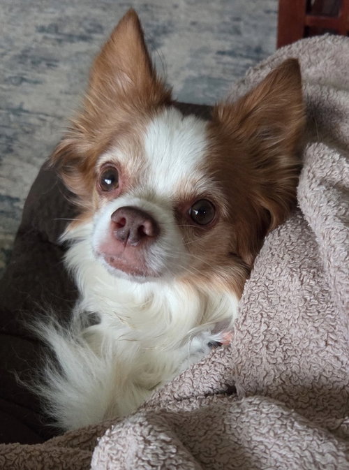 Sammie, photo 4