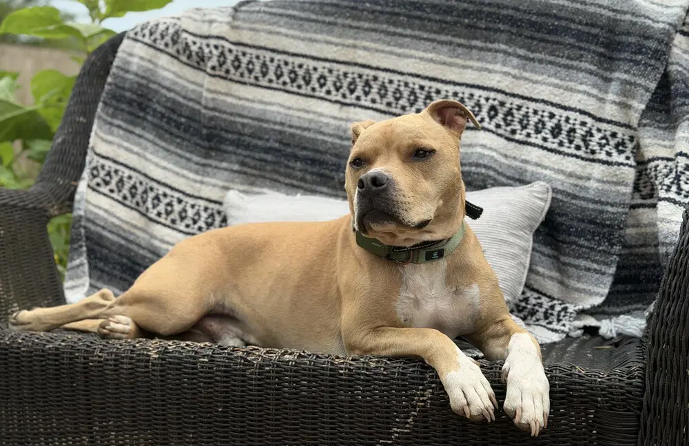 Doc Watson - Terrier
