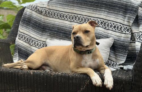 picture of the dog needing adoption
