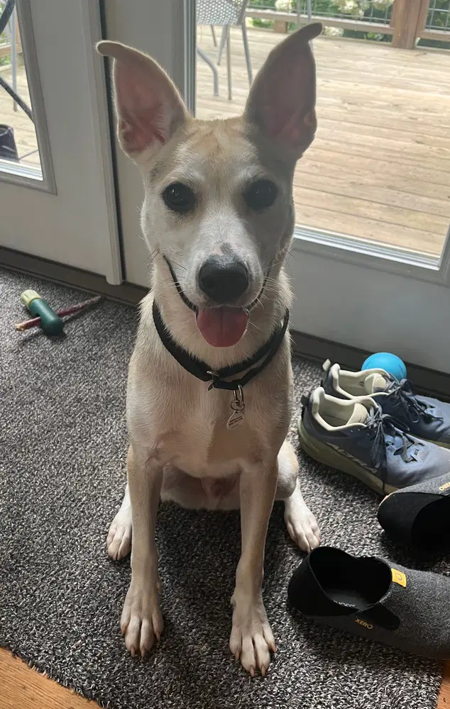 Stanley - Terrier