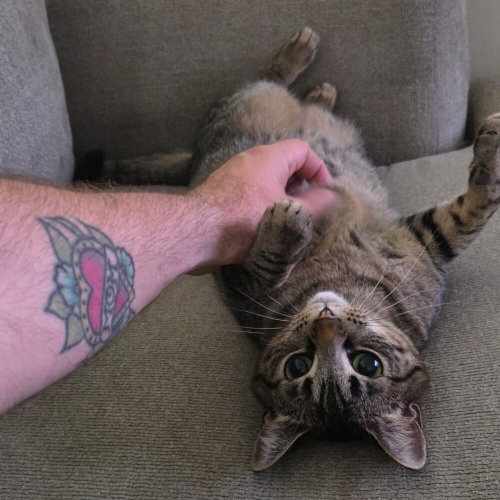 picture of the cat needing adoption