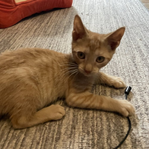 picture of the cat needing adoption