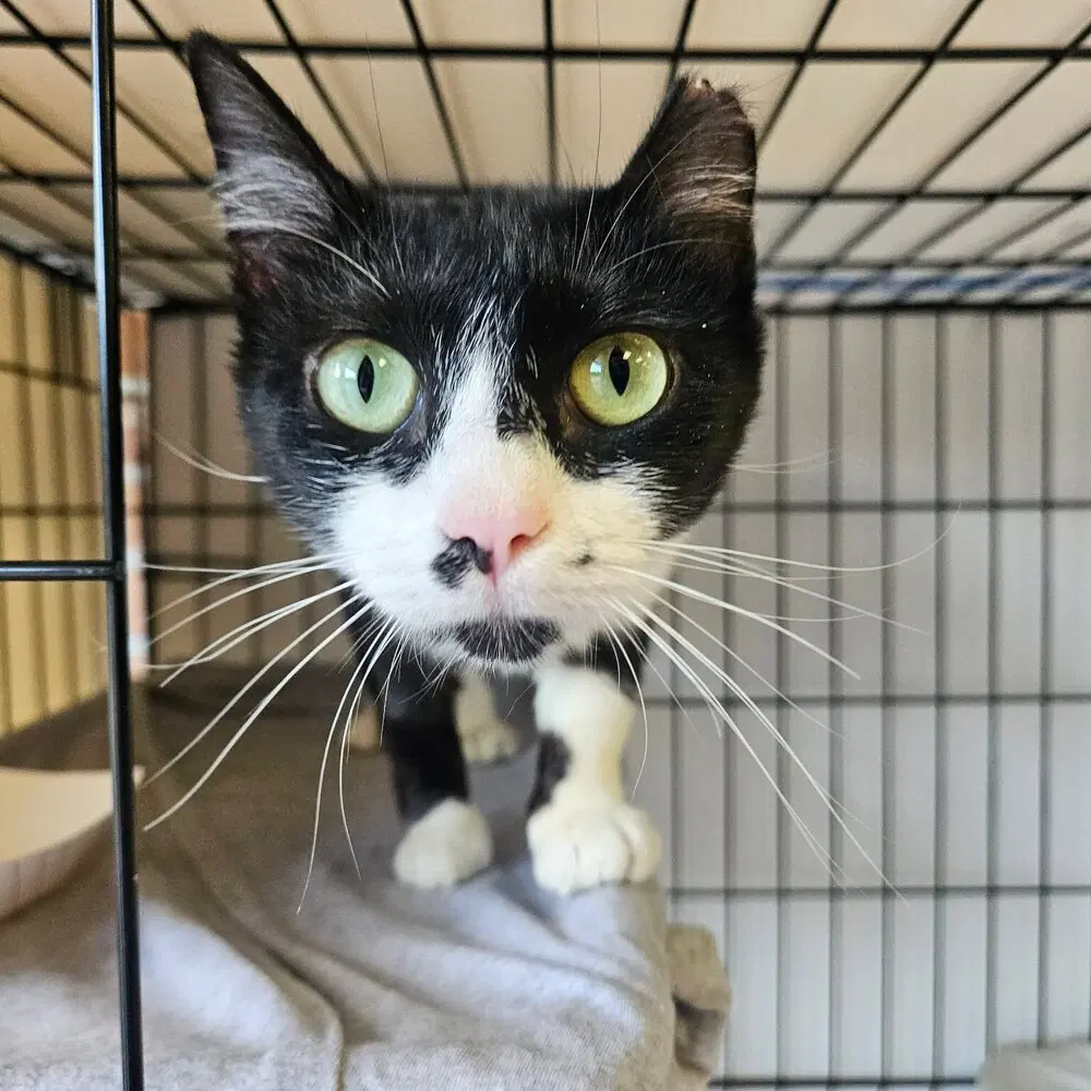 Cozette - Domestic Short Hair