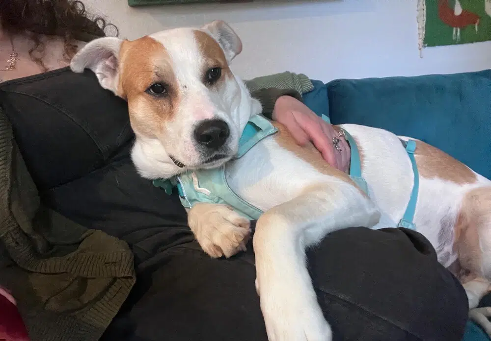 Buddy image 4