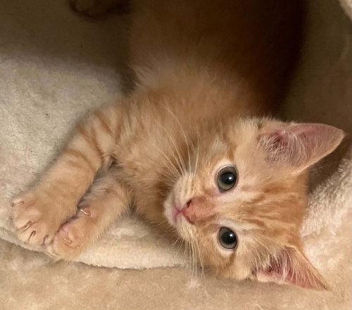 picture of the cat needing adoption
