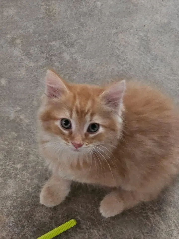 Red Rover - Domestic Medium Hair