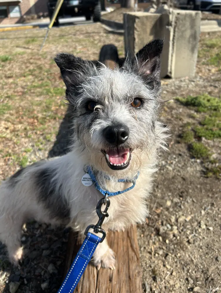 Biscuit - Cairn Terrier