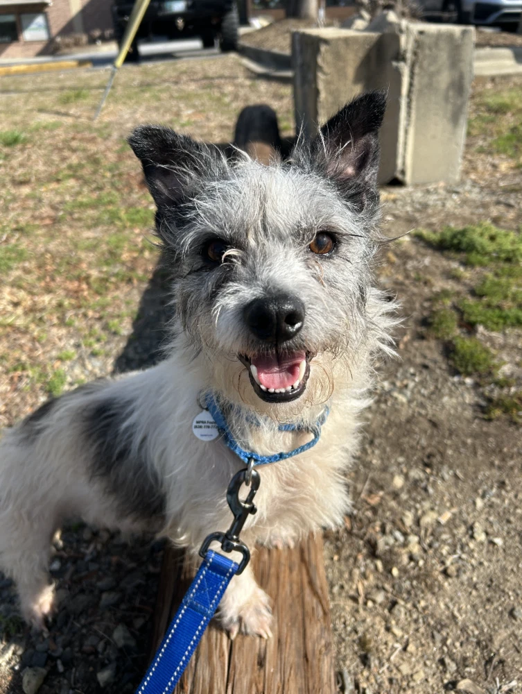 Biscuit