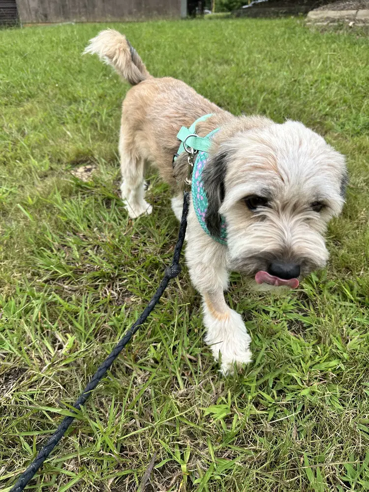 Rocky - Tibetan Terrier