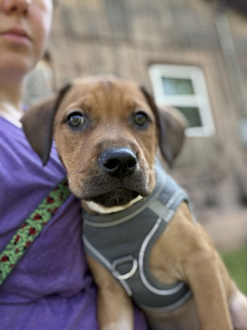 picture of the dog needing adoption