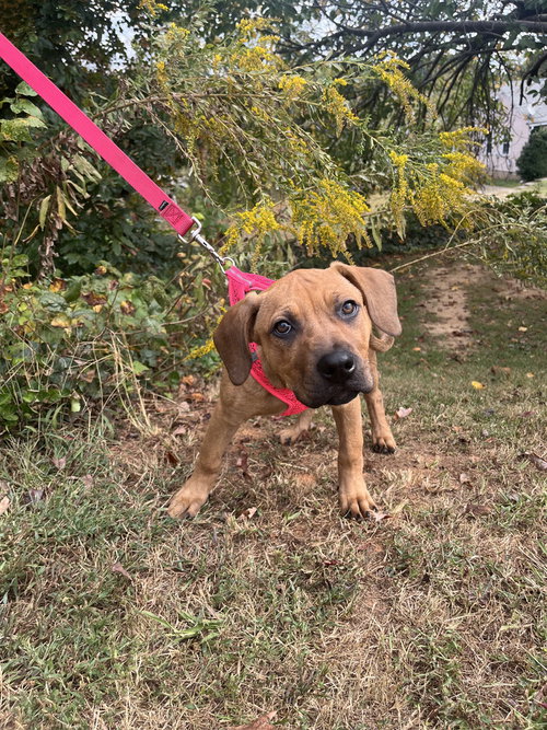 Circie, Terrier / Mixed