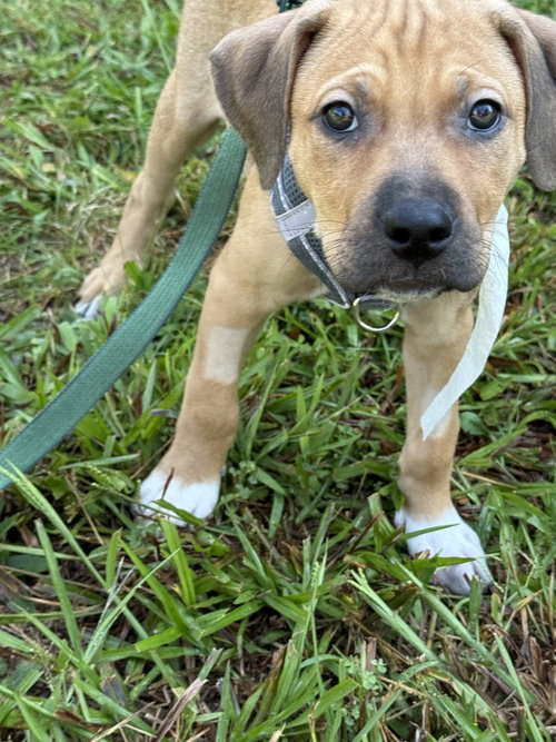 picture of the dog needing adoption