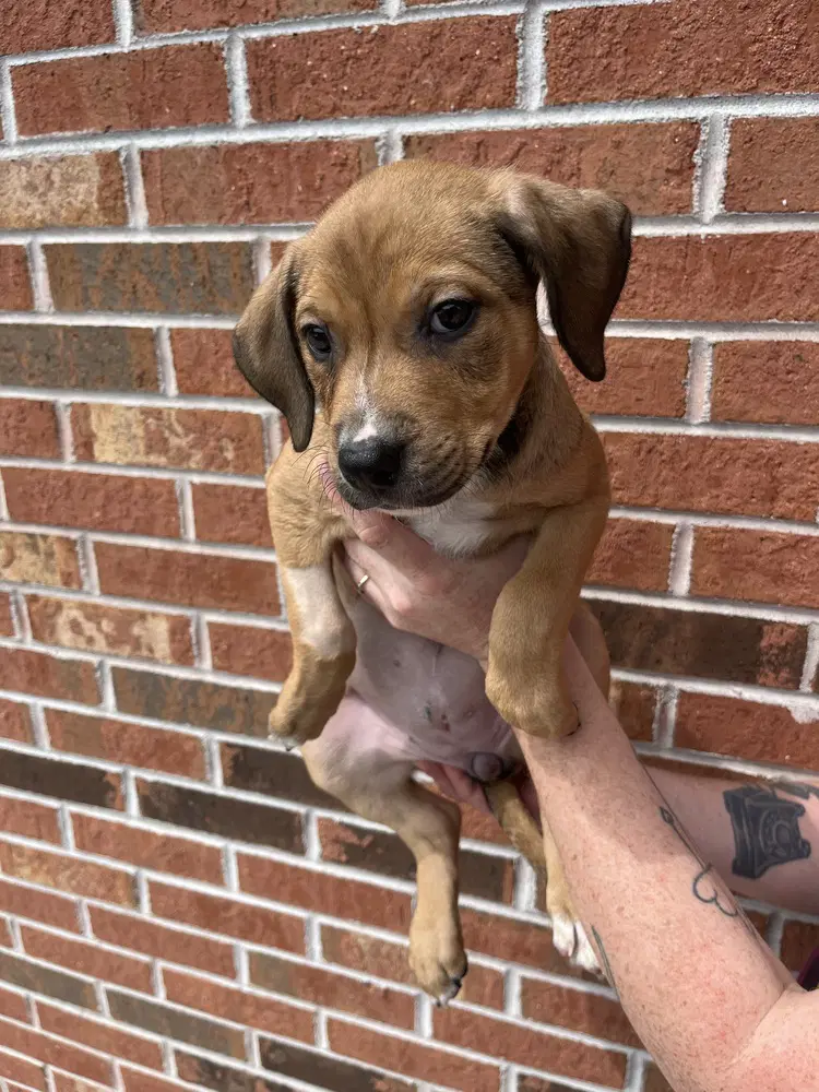 Calypso - Terrier