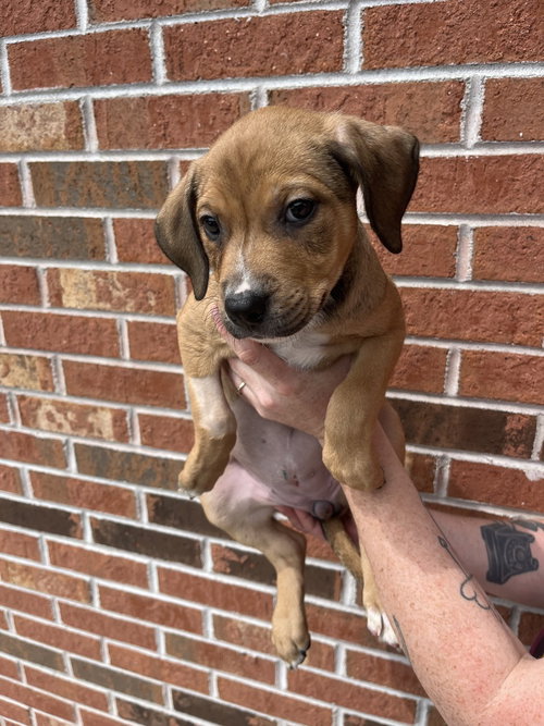 picture of the dog needing adoption